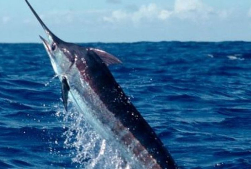 Ikan Marlin Biru Terbesar: Video Viral Nelayan Indonesia Menaklukkan Raja Lautan