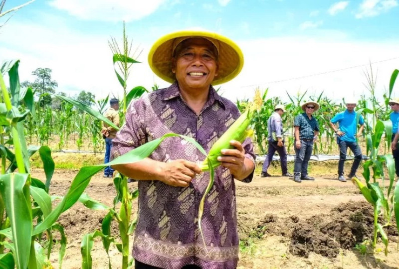 Wilmar di Wilayah Seruyan: Meningkatkan Ketahanan Pangan Melalui Kemitraan PT Mustika Sembuluh dan Kelompok Tani Menabur Benih Menuai Hasil