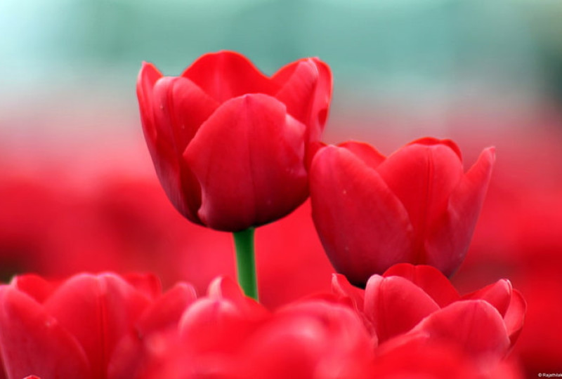 Maksud dan Lambang Bunga Tulip Merah: Romantisme dan Kepemimpinan yang Menggelegar!