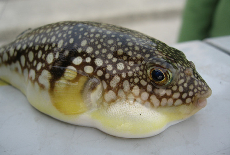 Pesta Sup Ikan Buntal di Kota Probolinggo: Dibalik Kelezatan Tersembunyi Racun Mematikan