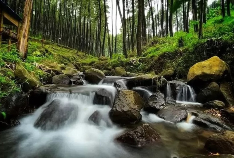 Nikmati Malam Seru Nge-Camping di Klurak Eco Park, Wisata Terbaru di Hutan Pinus Mojokerto! Harga Tiketnya Murah, Camping Hanya 10 Ribu!