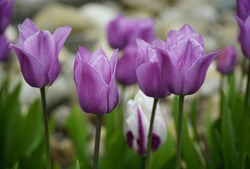 Makna dan Simbolisme di Balik Bunga Tulip Ungu yang Menakjubkan