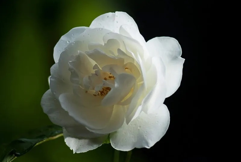 Bunga Mawar Putih: Simbol Kesucian, Cinta Tulus, dan Keindahan yang Kekinian