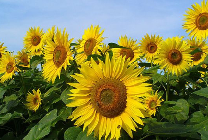 Bunga Matahari Melambangkan apa? Persahabatan dan Kasih-Sayang; Energi dan Vitalitas; Kejernihan dan Kebahagiaan