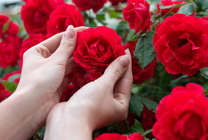 Pede Banget! Bunga Mawar: Cinta, Romansa, Beautynya Ngajakin Baper! #CintatulusMantul